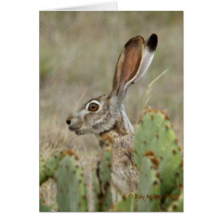 Jack Rabbit - Kaktus - 2 - 2009