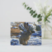 Jack Rabbit Postkarte (Stehend Vorderseite)