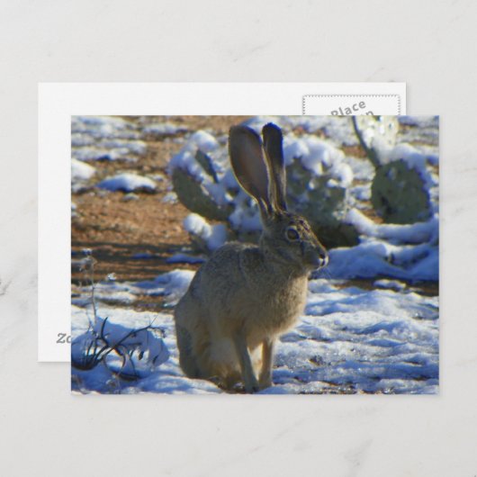 Jack Rabbit Postkarte (Vorne/Hinten)