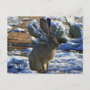 Jack Rabbit Postkarte