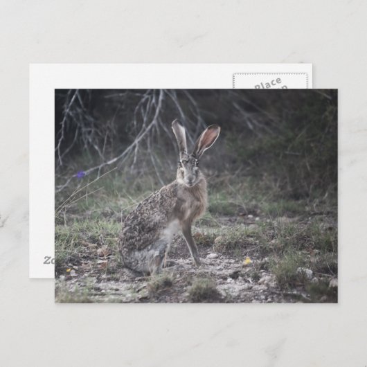 Jack Rabbit Postkarte (Vorne/Hinten)