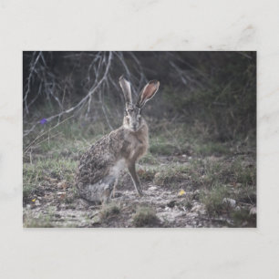 Jack Rabbit Postkarte