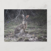 Jack Rabbit Postkarte (Vorderseite)