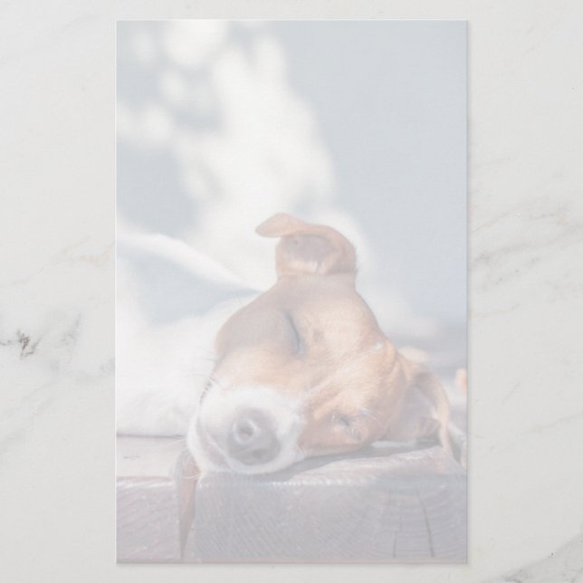 Jack Russel auf Herbstportseite (Vorderseite)