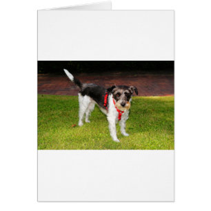 Jack Russel Terrier