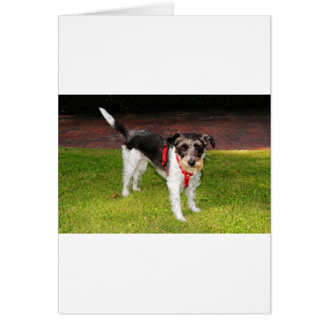 Jack Russel Terrier (Vorne)
