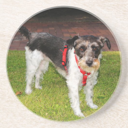 Jack Russel Terrier Getränkeuntersetzer (Vorne)