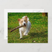 Jack Russel Terrier Hund mit Stock Foto Postkarte (Vorne/Hinten)