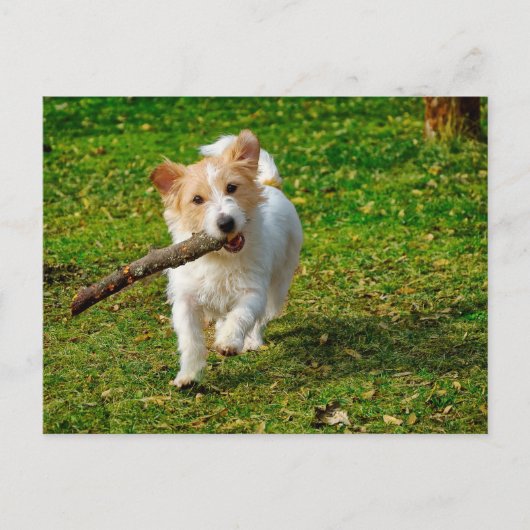 Jack Russel Terrier Hund mit Stock Foto Postkarte (Vorderseite)