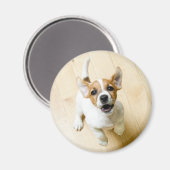 Jack Russel Terrier Kühlschrankmagnet (Vorderseite/Rückseite)