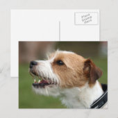 Jack Russel Terrier Postkarte (Vorne/Hinten)