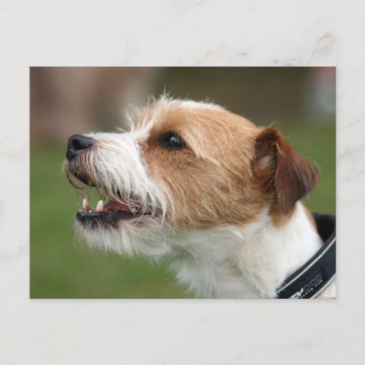 Jack Russel Terrier Postkarte (Vorderseite)
