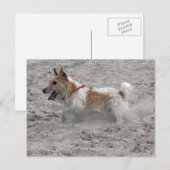 Jack Russel Terrier Postkarte (Vorne/Hinten)
