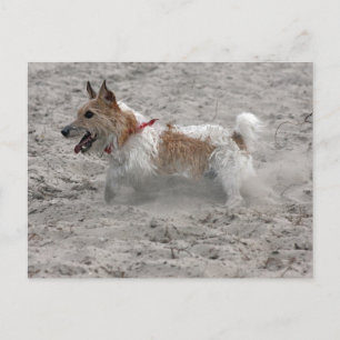 Jack Russel Terrier Postkarte