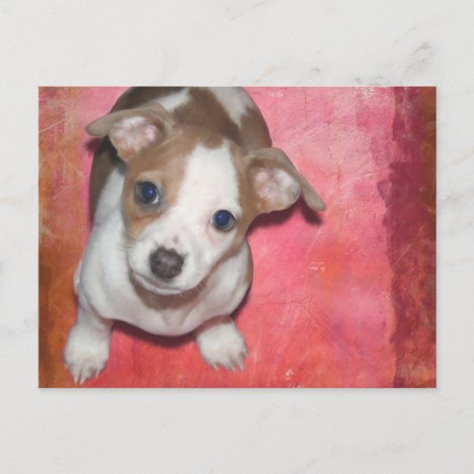 Jack Russel Terrier Puppy auf rosa Postkarte (Vorderseite)