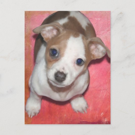Jack Russel Terrier Puppy auf rosa Postkarte (Vorderseite)