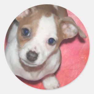 Jack Russel Terrier Puppy auf rosa Runder Aufkleber