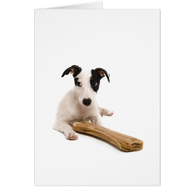 Jack Russel und seine Knochen (Vorne)