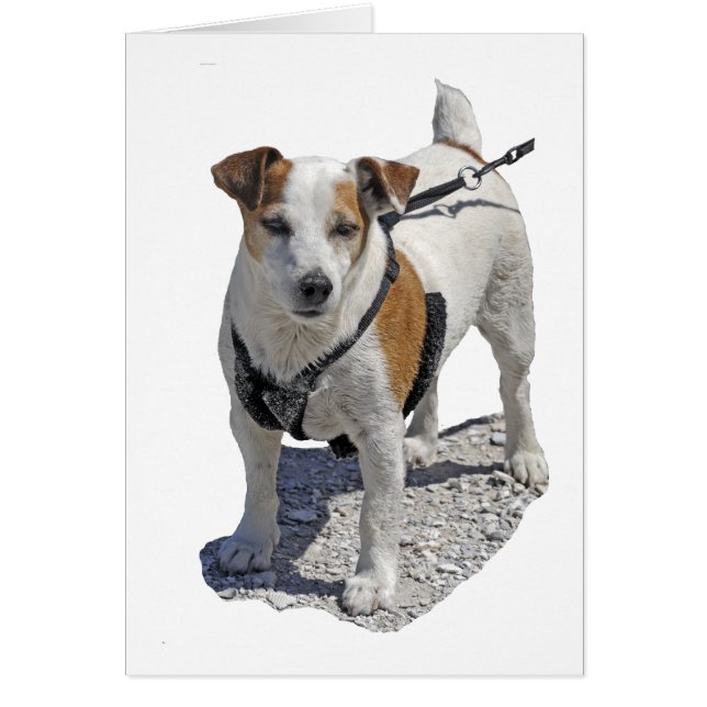 Jack Russell Dog (Vorne)