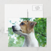 Jack Russell Dog Postcard Postkarte (Vorne/Hinten)