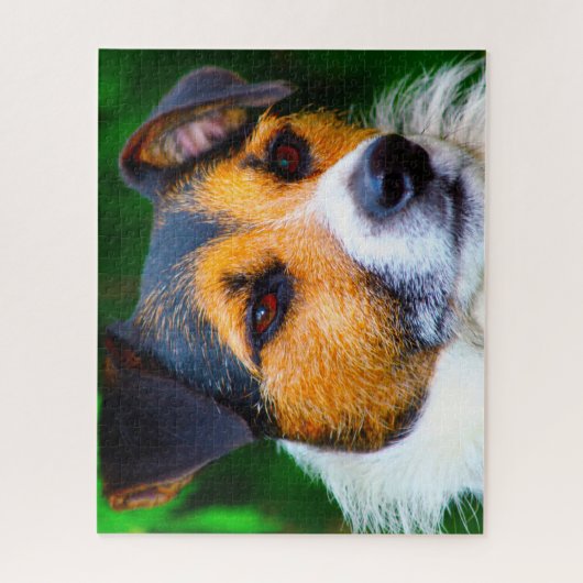 Jack Russell Dog. Puzzle (Vertikal)