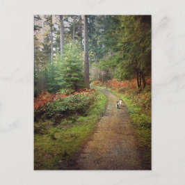 Jack Russell geht im Wald auf der Postkarte