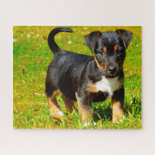 Jack Russell Hund. Puzzle