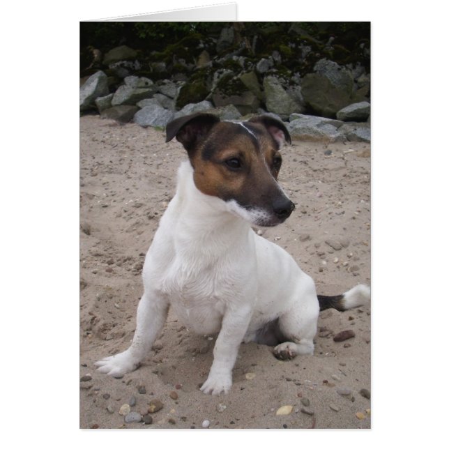 Jack Russell klein Hund (Vorne)