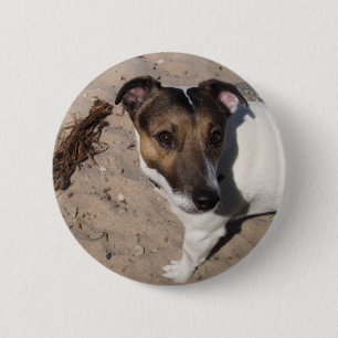 Jack Russell klein Hund Button