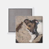 Jack Russell klein Hund Magnet (Vorderseite/Rückseite)