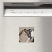Jack Russell klein Hund Magnet (In Situ (Geschirrspüler))