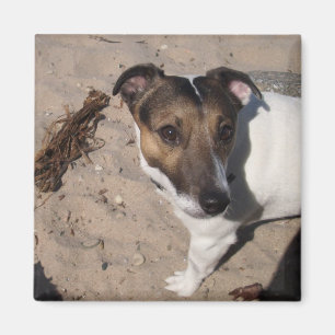 Jack Russell klein Hund Magnet