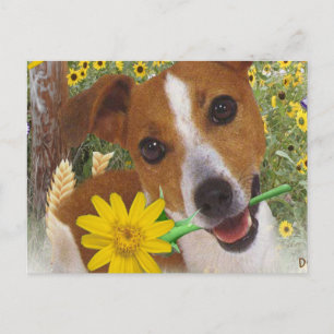 Jack Russell Mommas Junge Postkarte