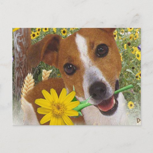 Jack Russell Mommas Junge Postkarte (Vorderseite)