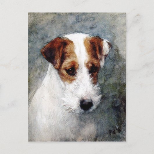Jack Russell or Fox Terrier Postkarte (Vorderseite)