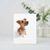 Jack Russell Postkarte (Stehend Vorderseite)
