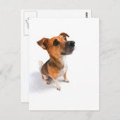 Jack Russell Postkarte (Vorne/Hinten)
