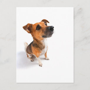 Jack Russell Postkarte