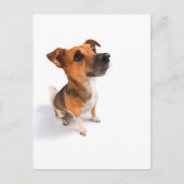Jack Russell Postkarte (Vorderseite)