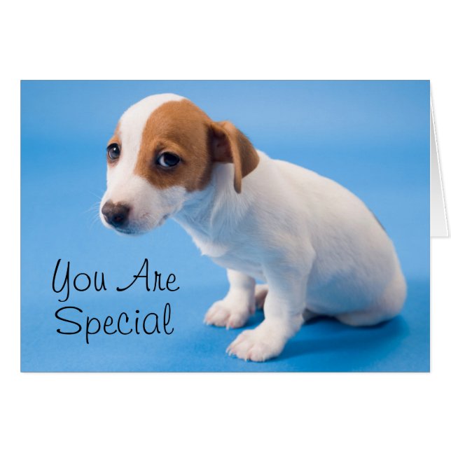 Jack Russell Puppy (Vorderseite (Horizontal))