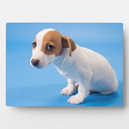 Jack Russell Puppy Fotoplatte (Vorderseite)