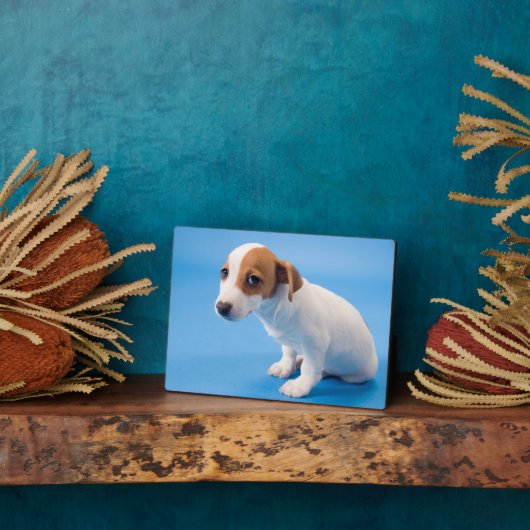 Jack Russell Puppy Fotoplatte (Seite)