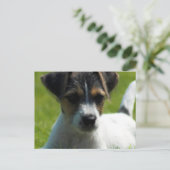 Jack Russell Puppy Postcard Postkarte (Stehend Vorderseite)