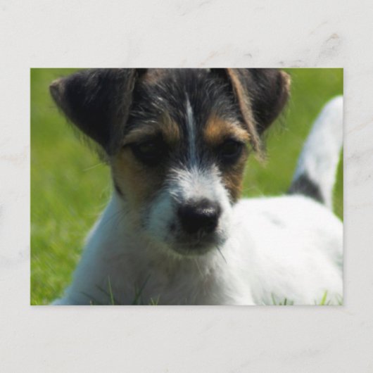 Jack Russell Puppy Postcard Postkarte (Vorderseite)