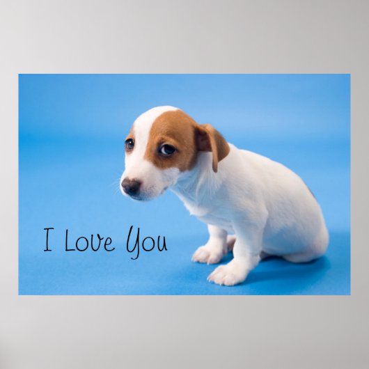 Jack Russell Puppy Poster (Vorne)