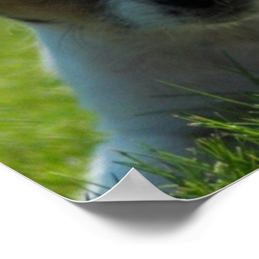 Jack Russell Puppy Poster Print (Ecke)