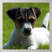 Jack Russell Puppy Poster Print (Vorne)