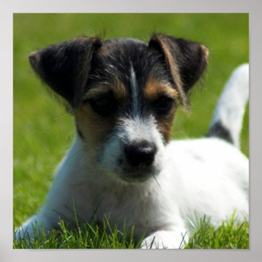 Jack Russell Puppy Poster Print (Vorne)