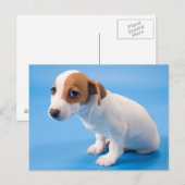 Jack Russell Puppy Postkarte (Vorne/Hinten)