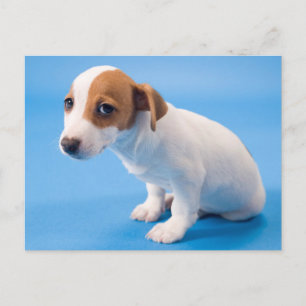 Jack Russell Puppy Postkarte